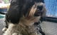 Caz’s Pet Indulgence - thumb 0