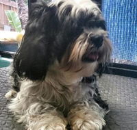 Cazs Pet Indulgence - Renee