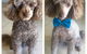 Caz’s Pet Indulgence - thumb 4