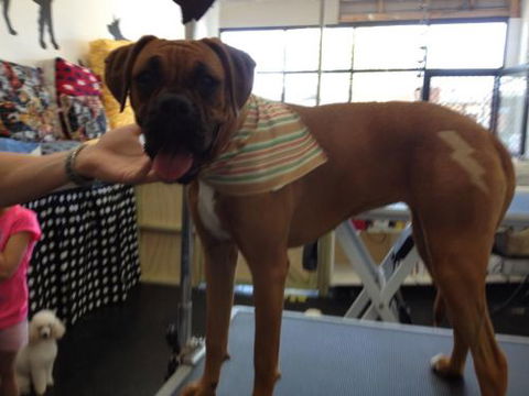 Paws At Port - Renee 0