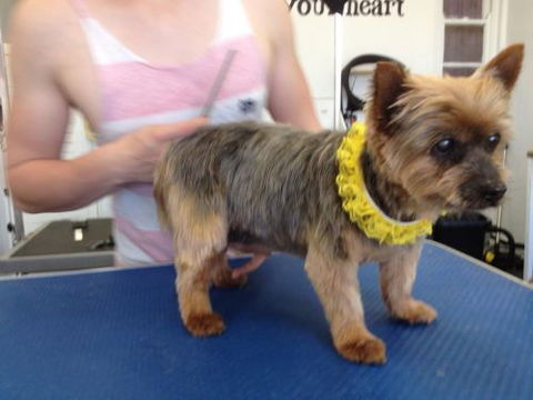 Paws At Port - Renee 1