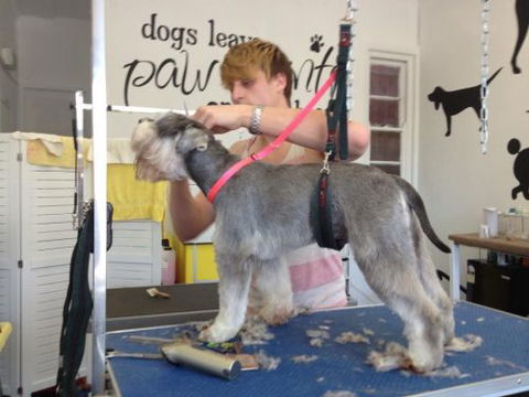 Paws At Port - Renee 3