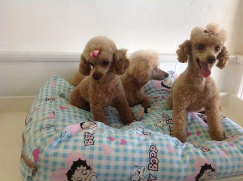 Paws At Port - Renee 4