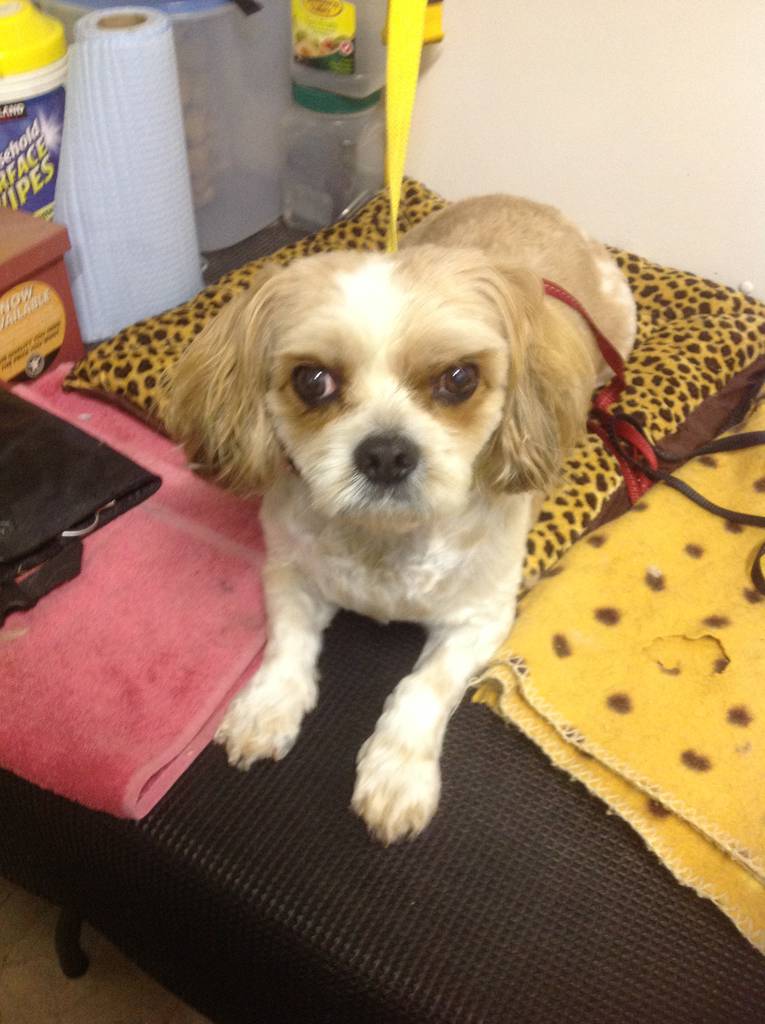 Dog Cat Clipping Washing Grooming Corrimal NSW Internet Find