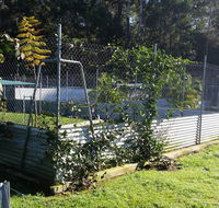 TLC Pet Care Coffs Harbour - Renee