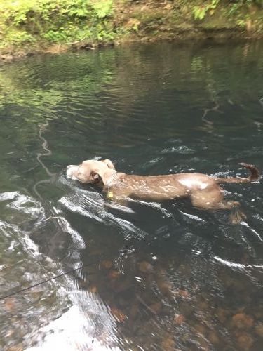 Bonville Dog Stays - Swimm 1