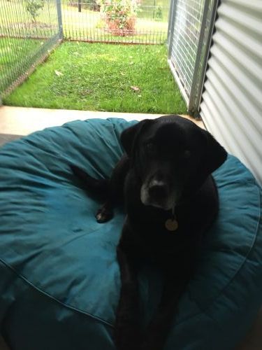 Bonville Dog Stays - Swimm 4