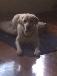 Katleybarns Boarding Kennels - Qld Realsetate 0