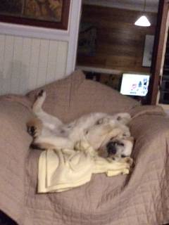 Katleybarns Boarding Kennels - Qld Realsetate 1