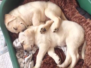 Katleybarns Boarding Kennels - Qld Realsetate 2