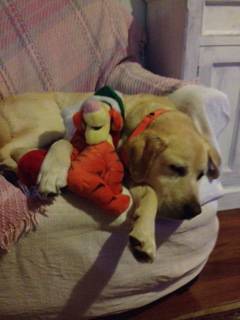 Katleybarns Boarding Kennels - Qld Realsetate 3