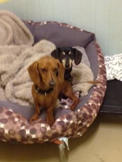 Katleybarns Boarding Kennels - Qld Realsetate 4