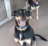 Bees Creek Boarding Kennels - Renee