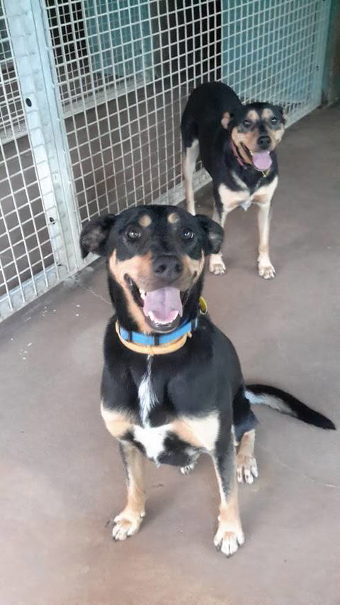 Bees Creek Boarding Kennels - Qld Realsetate 0