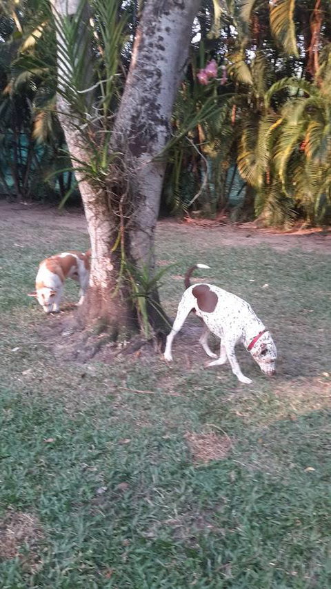 Bees Creek Boarding Kennels - Qld Realsetate 1