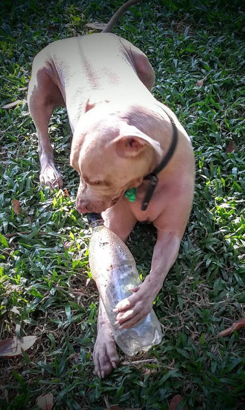 Bees Creek Boarding Kennels - Qld Realsetate 2