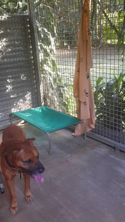 Bees Creek Boarding Kennels - Qld Realsetate 3