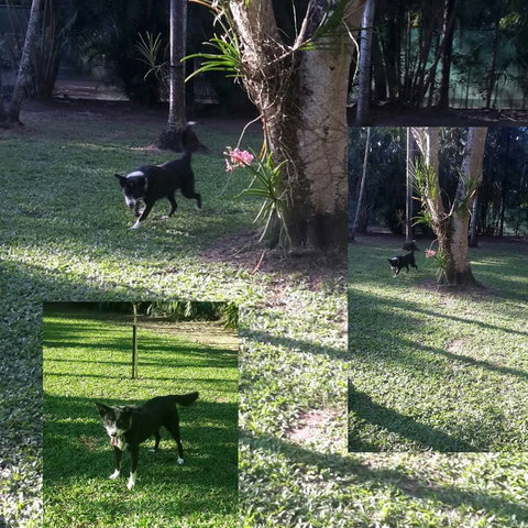 Bees Creek Boarding Kennels - Qld Realsetate 4