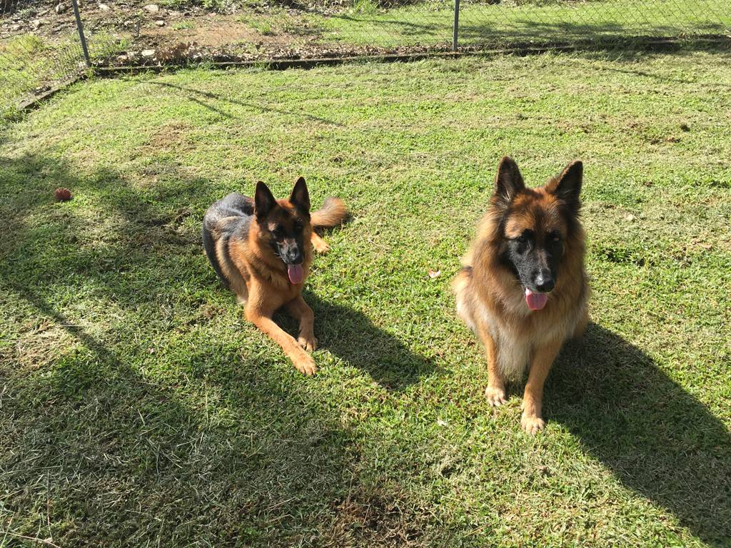 Dog Trainers Renee
