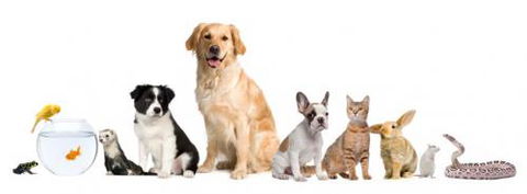 Auramist Lodge Dog Boarding & Cattery - Renee 0