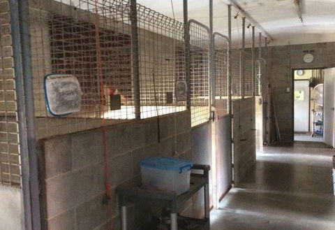 Alton Downs Boarding Kennels & Cattery - Renee 4