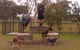 Purrfect Pet Care Sunshine Coast - thumb 3