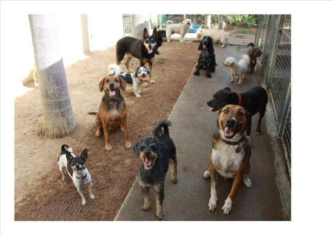 Cordelia Boarding Kennels & Cattery - Renee 2