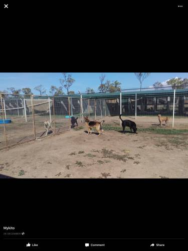 Dog Breeders Townsville QLD Renee
