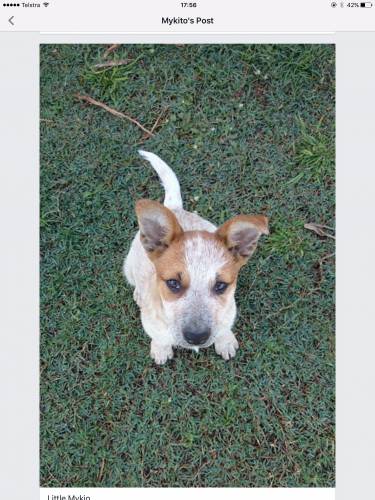 Mykito Boarding Kennels & Cattery - Renee 1