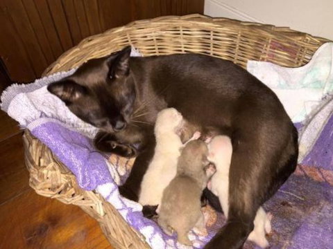 Mykito Boarding Kennels & Cattery - Renee 2