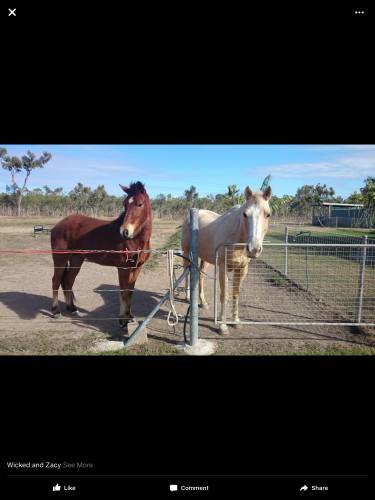 Mykito Boarding Kennels & Cattery - Renee 3