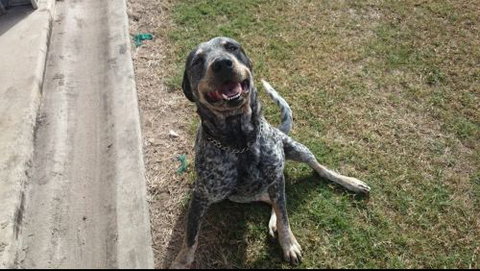 Mykito Boarding Kennels & Cattery - Renee 5