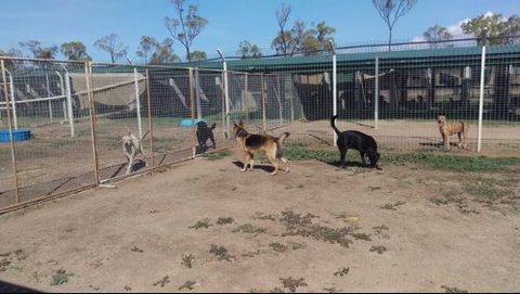 Mykito Boarding Kennels & Cattery - Renee 7