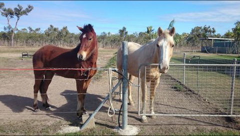 Mykito Boarding Kennels & Cattery - Renee 8