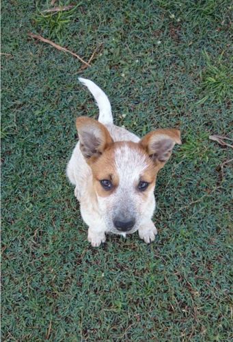 Mykito Boarding Kennels & Cattery - Renee 9