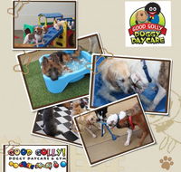 Good Golly K9 Academy - Renee