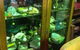 Bumpers Antique - thumb 1