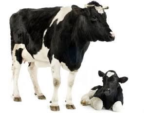 Nanango Country Vet Services - Qld Realsetate 2