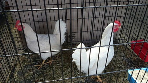 Country Wide Rural Merchants - Petrol Stations 4