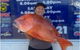 Freedom Fishing Supplies - thumb 4