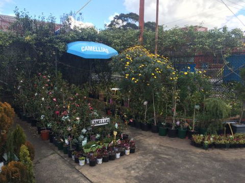 Drive Thru Or Park Unanderra Nursery - Renee 2