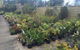 Drive Thru Or Park Unanderra Nursery - thumb 3