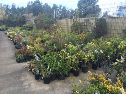 Drive Thru Or Park Unanderra Nursery - Renee 3