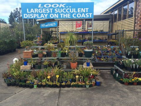 Drive Thru Or Park Unanderra Nursery - Renee 4