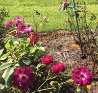 A Rosemere Roses - Qld Realsetate