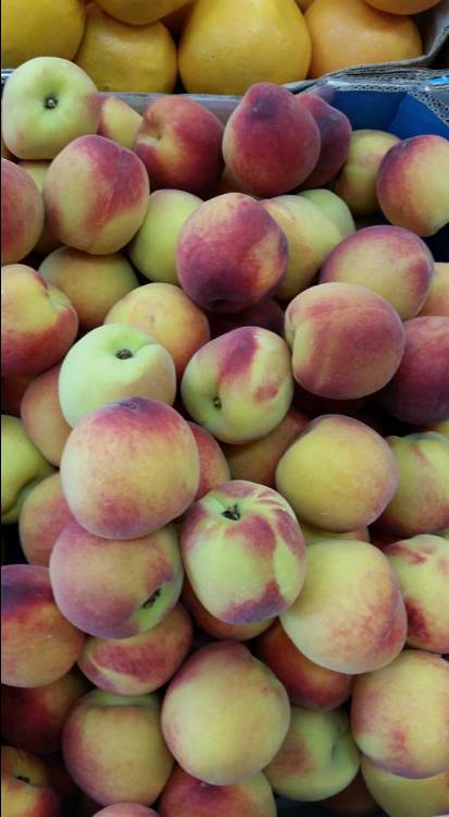 Vegies Unlimited - Renee 2