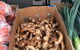 Camilleri’s Farm Market - thumb 4