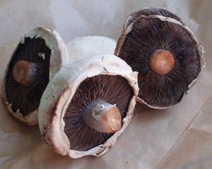 Caloundra Fruit & Veg Market - Renee 4