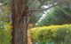 Cedar Nursery & Design - thumb 2