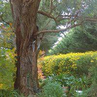 Cedar Nursery & Design - Internet Find 2